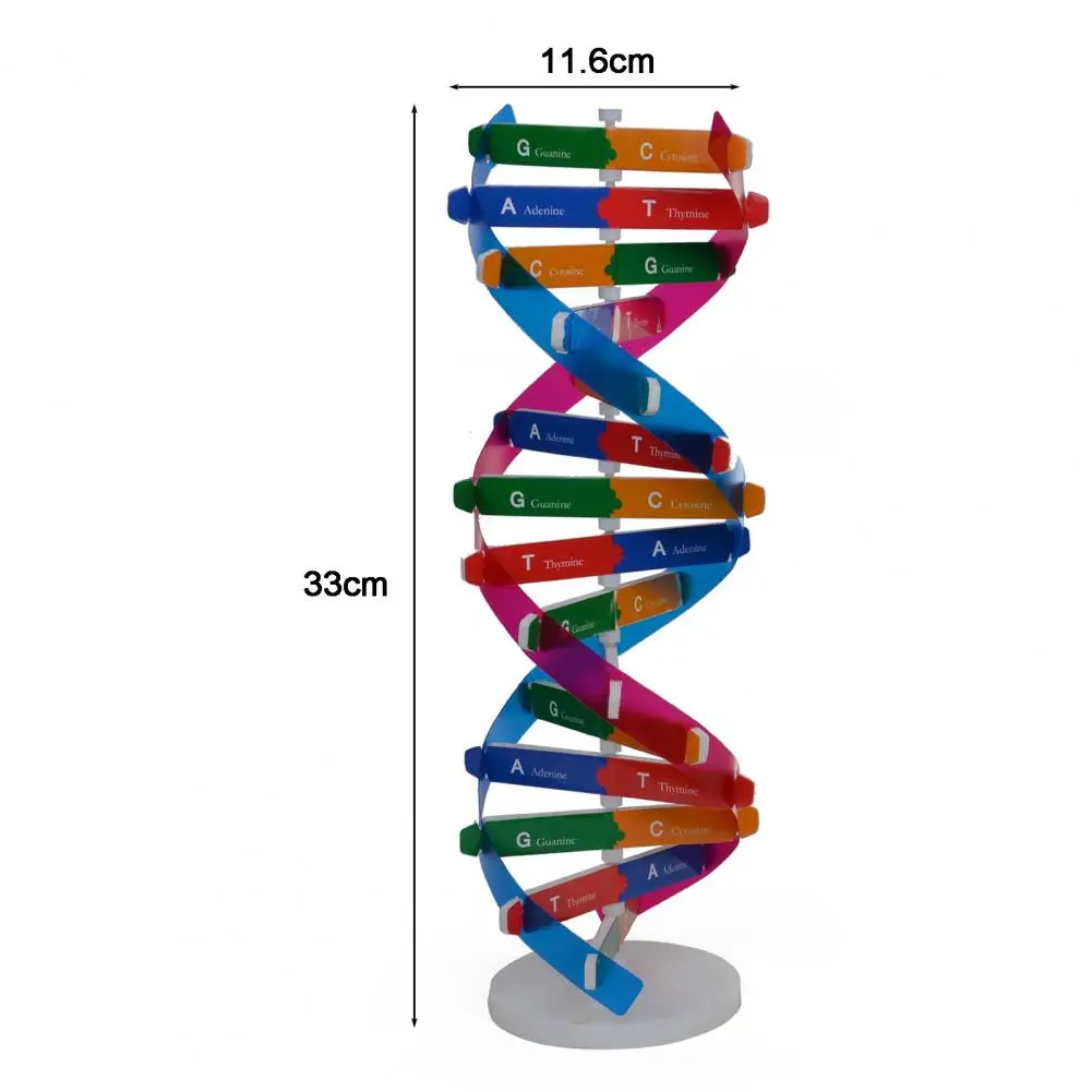 DNA 모델 더블 나선 구조 교육 장난감, ABS 더블 나선 DIY 인체 유전자 생물 과학 학습 도구, 어린이 선물