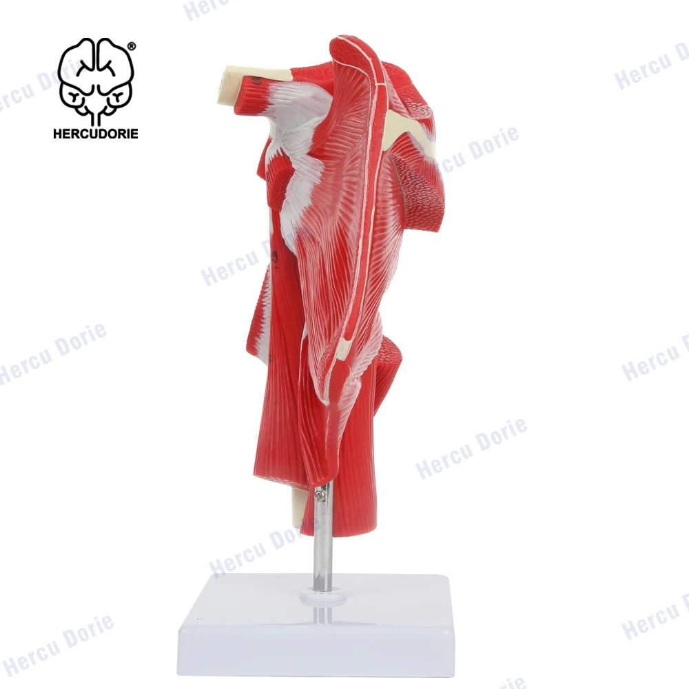 Life Size Shoulder Joint Muscles Model Human Body Anatomy Replica of Shoulder Joint Clavicle Bone Model from Rotator Cuff to Sub