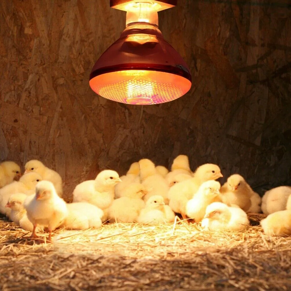 

240V Infra Red Heat Lamp Poultry Brooder Chicks Waterproof Hatching Puppies Piglet Bulb In Stock