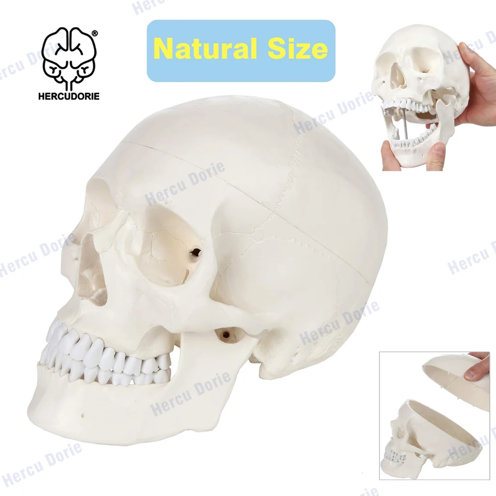 Scientific Human Adult Skull Anatomical Model, Medical Quality, Life Size (9