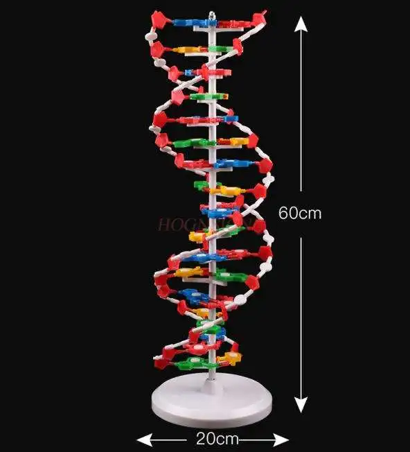DNA double helix structure model High school DNA molecular structure model teaching aids Demonstration instrument