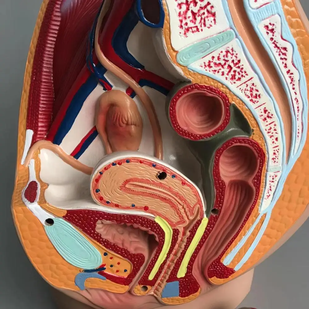 Medical Science Man Female Vagina Anatomical Model Lifesize Median Sagittal Section Human Woman Pelvic Cavity Structure Model