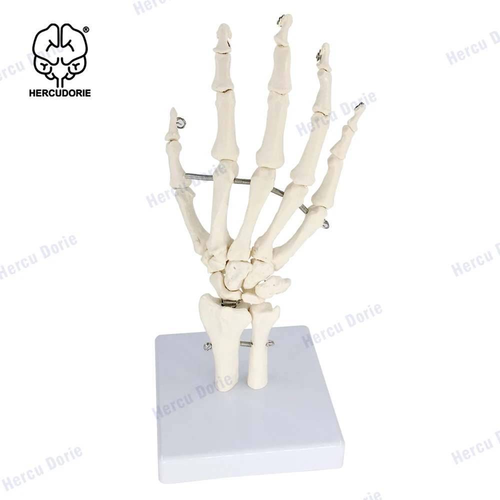 Human Hand Skeleton Model on Base | Skeleton with Articulated Joints | Portray Natural Movement of Human Hand | Life-Size Human