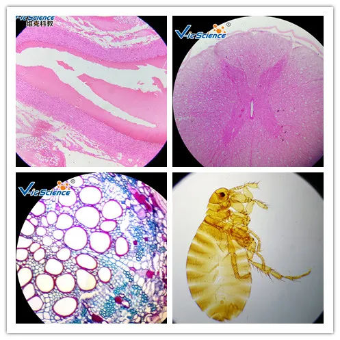 Conjunto educativo de 50 piezas,