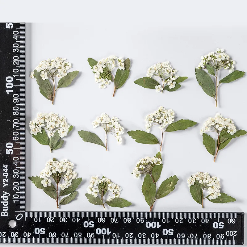 

60pcs Pressed Dried White Spiraea Narcissus Stalk Plants Herbarium For Makeup Jewelry Postcard Invitation Card Phone Case DIY