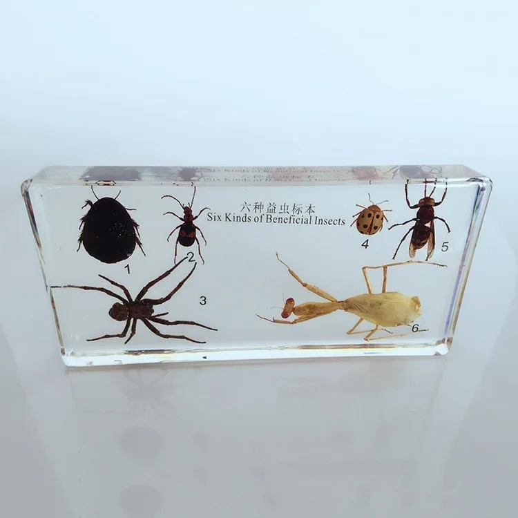 Six Kinds of Beneficial Insects Embedded Specimen Insect Specimen Models Biological Entomology Teaching Aids Resin Handicraft