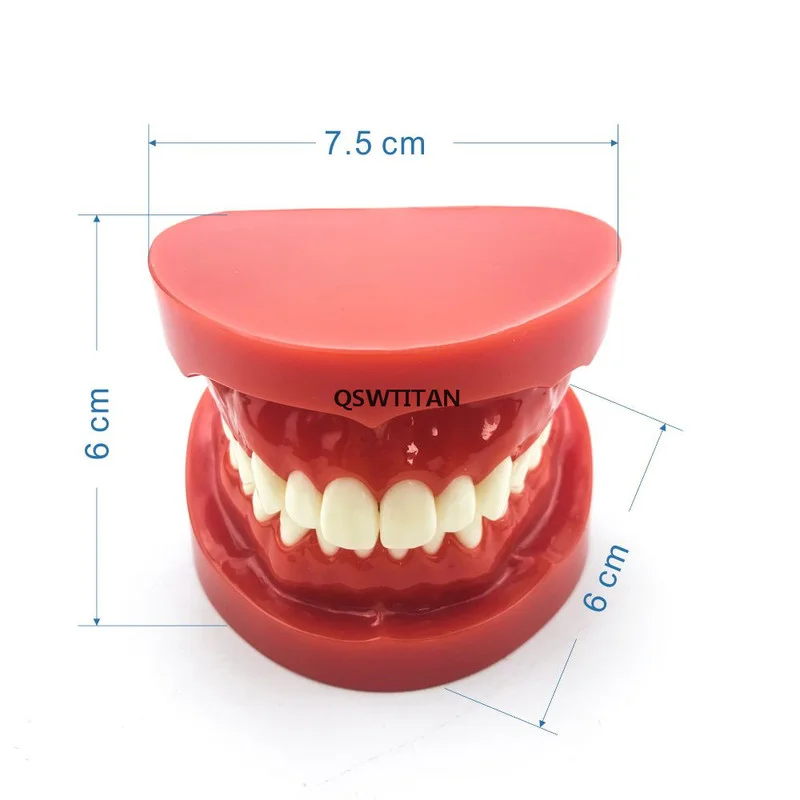 Full mouth standard teeth model 1:1 doctor-patient communication preparation tooth model M7004 Teaching Research Model