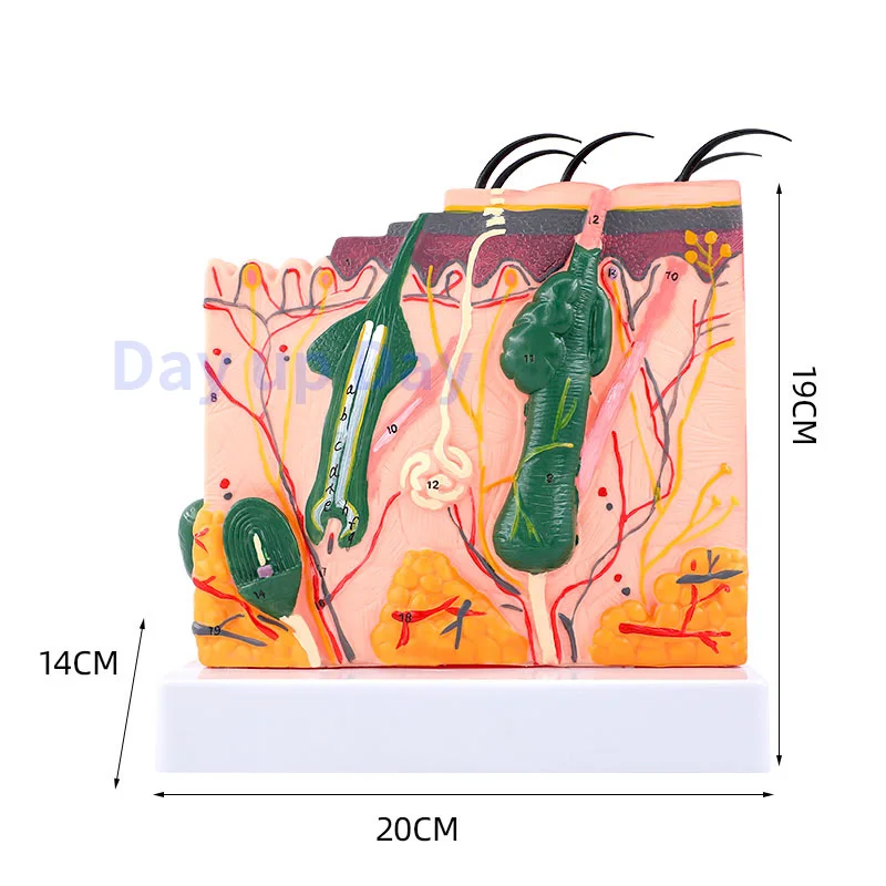 50 Times Magnified Anatomical Model of Human Skin Tissue Structure Medical Cosmetic Plastic Surgery Three-dimensional Skin Model