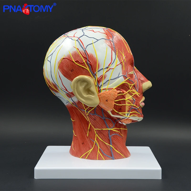 Testa umana con muscolo e nervoso vaso sanguigno anatomia del cervello cavità orale gola modello anatomico cranio viso muscolo a grandezza naturale