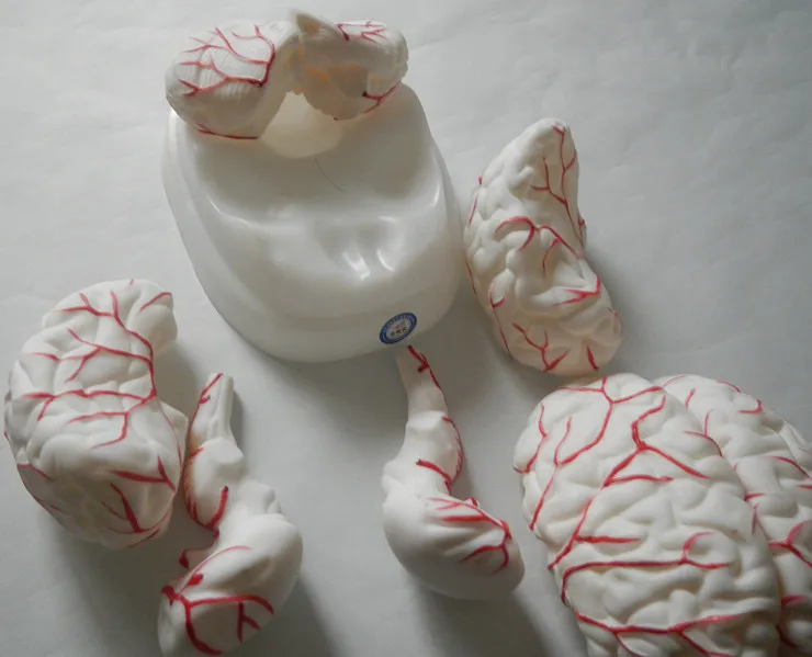 Anatomical Brain model with Arteries