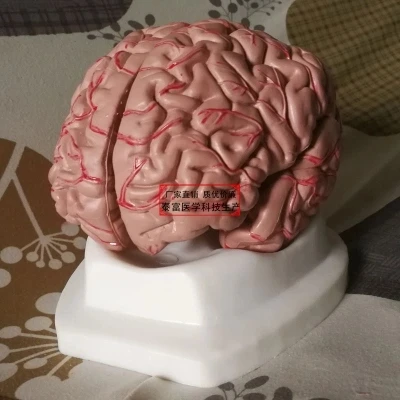 

Brain structure Cerebrovascular cerebrocerebellum Brain stem structure Neural system brain anatomy model free shipping