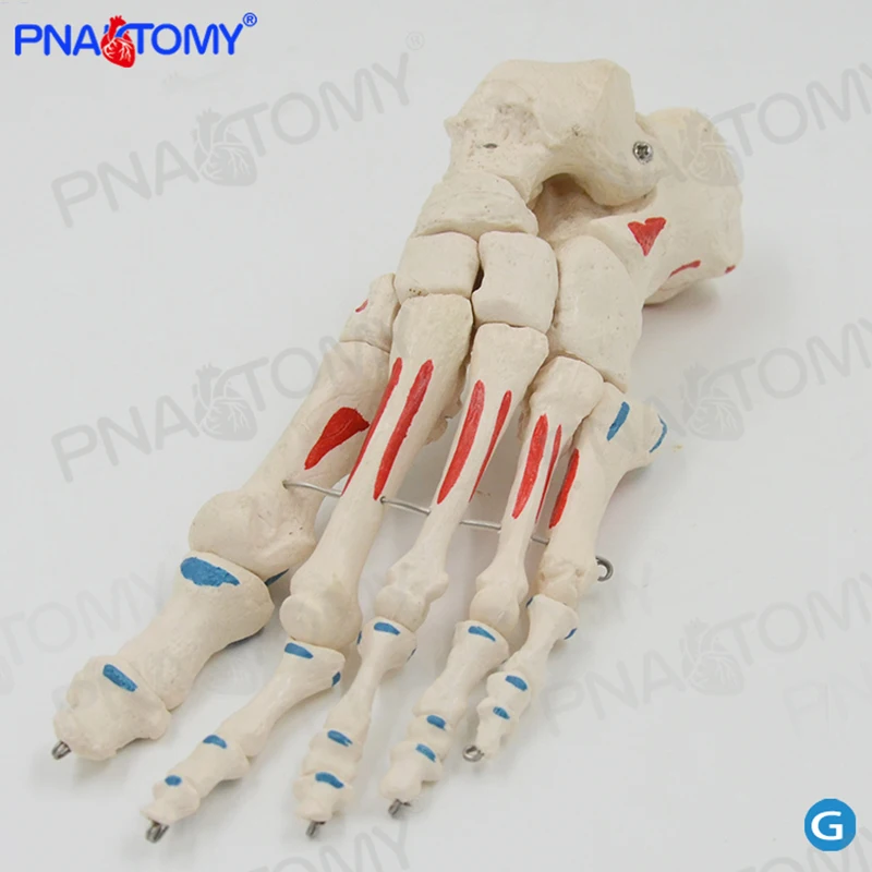 Human foot bone model with muscle painted skeletal system skeleton anatomical models educational equipment medical sciences