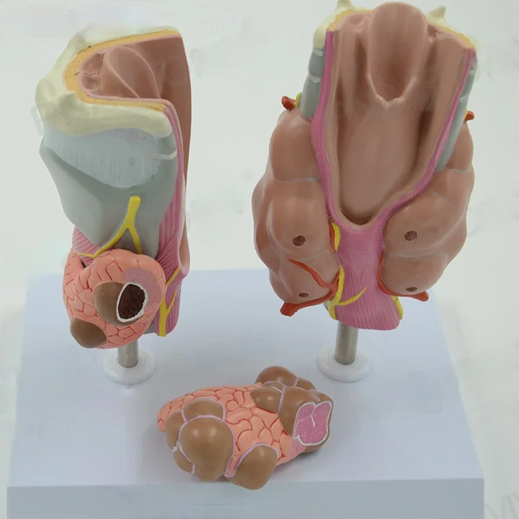Медицинская анатомическая модель для лечения щитовидной железы, гипертиреоза, гипотиреоза, эндокринной системы, образцы внутренней медицины