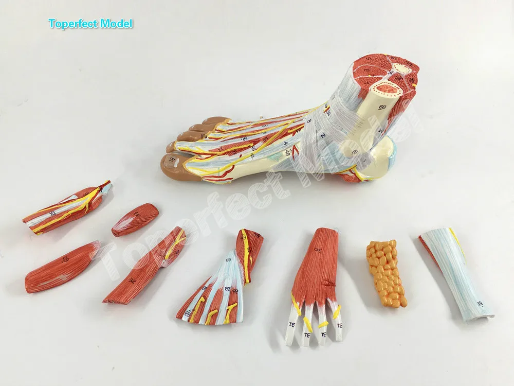 1:1 Life Sized Human Foot Joint Anatomical 9 Parts Model Muscle Neurovascular Ligament  Hand Foot Surgery Model