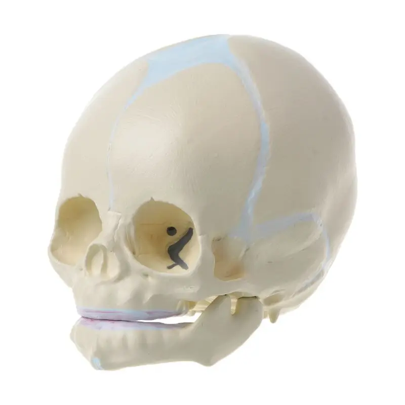 1:1 Human Fetal Baby Infant Medical Skull Anatomical Skeleton Model Teaching Supplies for Medical Science Halloween Bar Ornament