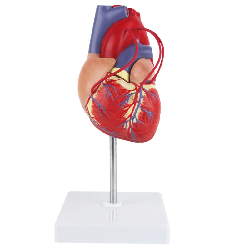 1:1 Human Heart Bypass Anatomy Model Medical Science Teaching Resources Drop Shipping