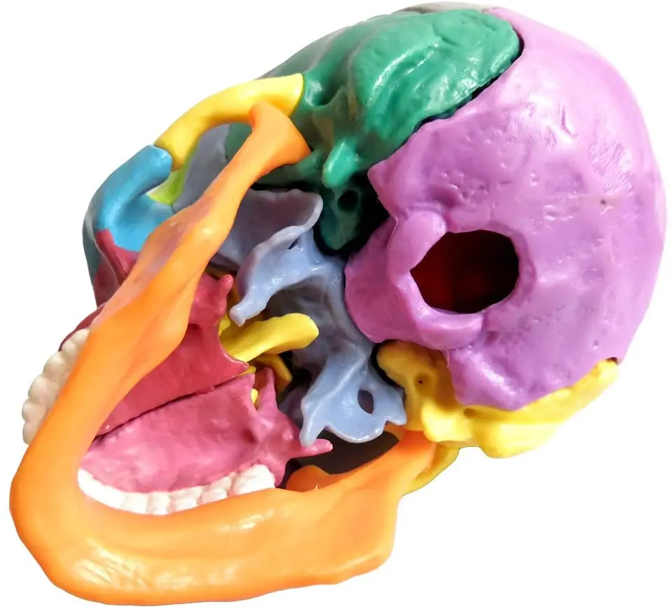 15 Parts Human Anatomical Skull  Palm-Sized Anatomy Head Bone Medical Model Detachable Mini Dental School Clinic Teaching