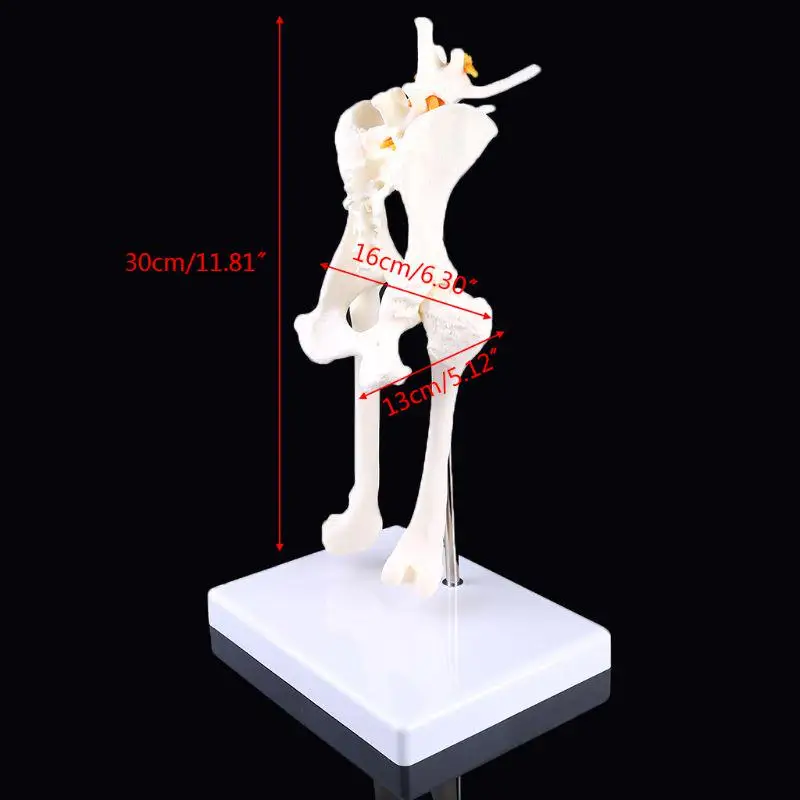 Dog Hip Joint Skeleton Medical Anatomy Anatomical Models Anatomical Model Animals Free 3d Animal Model