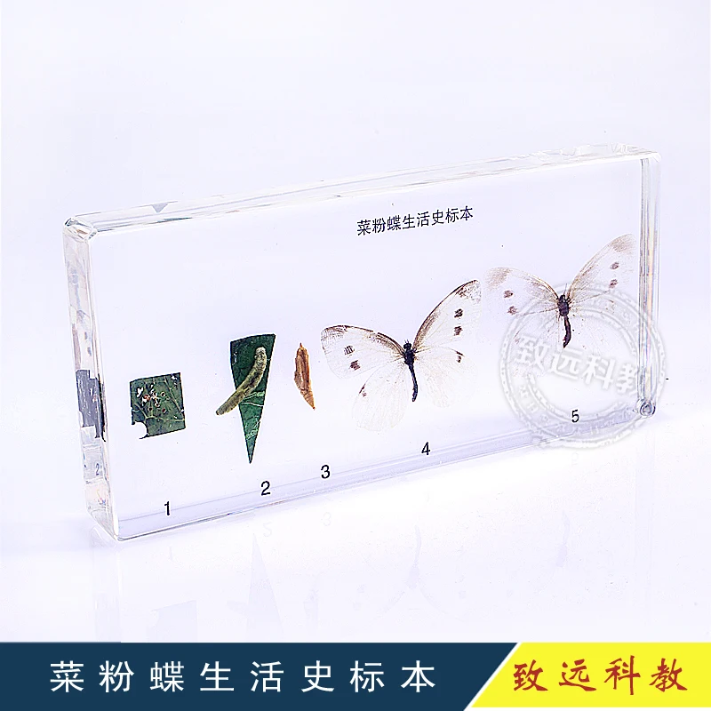 Frog Cabbage Butterfly Silkworm Bees Locusts  developmental sequence specimen science teaching gift for boys