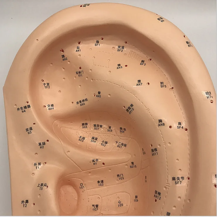 Amplification 40cm Large Medical Ear Massage Acupuncture Model Ear Reflex Zone Model Ear Acupuncture Point Chinese Medical Model