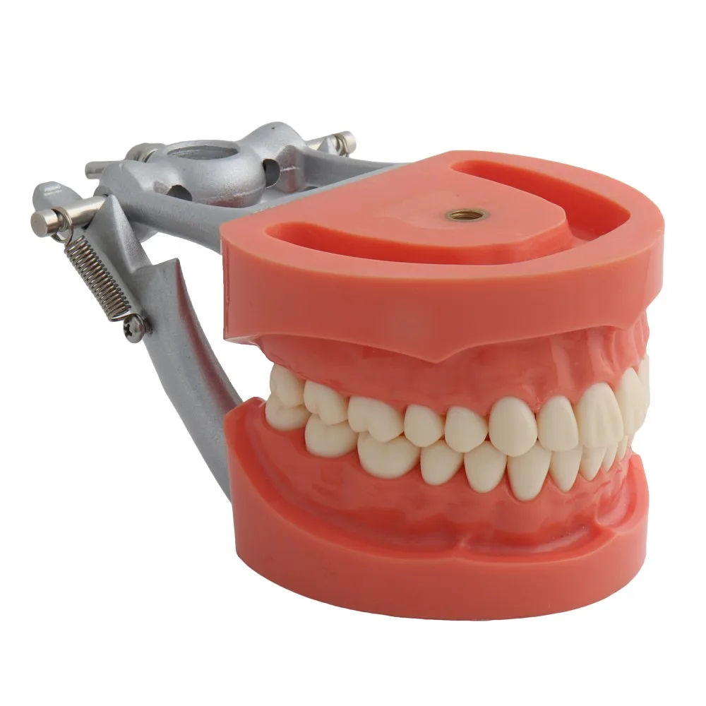 Dental Model Teeth Model Teaching Model Standard Model with 32 Screw-in Teeth Demonstration Teeth Model Hard Gums