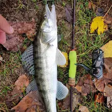 Mavllos Bacchus Ultralight Spinning Reel #6