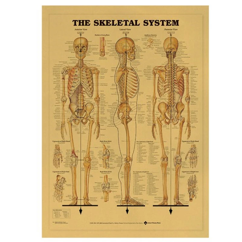 Vintage The Skeletal System Medical Poster Room Decoration Stickers Wall Decor Kraft Paper Home Decor Wall Sticker Posters