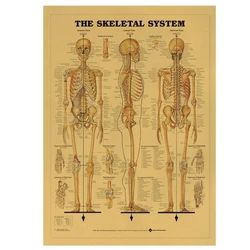 Vintage The Skeletal System Medical Poster Room Decoration Stickers Wall Decor Kraft Paper Home Decor Wall Sticker Posters