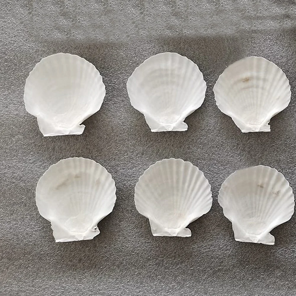 6pcs 4-5cm small size natural white Conch sea shell white scallop shell for fish tank decoration or gift