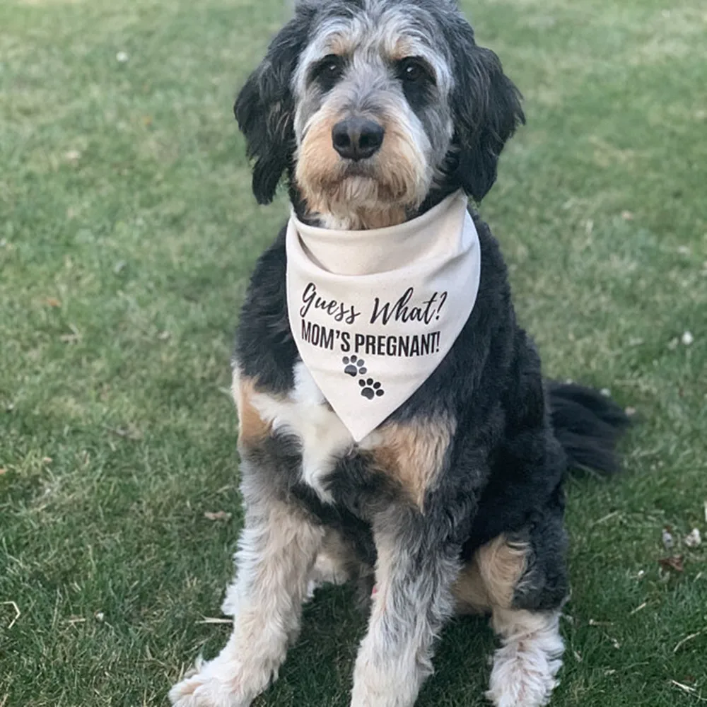 

Custom Guess what Mom's Pregnant! Dog pregnancy announcement dog bandana baby pregnancy announcement dad grand parents family