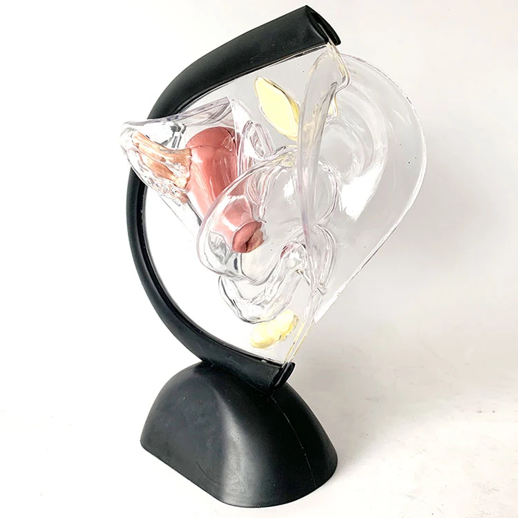 Human Transparent Uterus Reproductive System Anatomy Medical Teaching Model