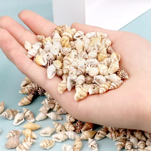 الجملة الطبيعية البحر الحلزون اكسسوارات مع ثقوب صغيرة شل الخرز النساء لقطع غيار المجوهرات قلادة سوار قلادة بوهيمية أعلى 6 مبيعات لبيض الحلزون - رقم 2