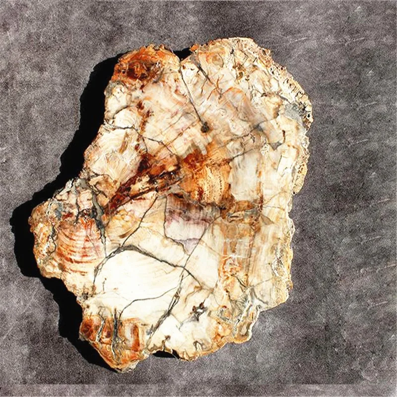 70-1.3kg Natural Madagascar petrified wood crystal polish for furnishing pieces for healing home decor