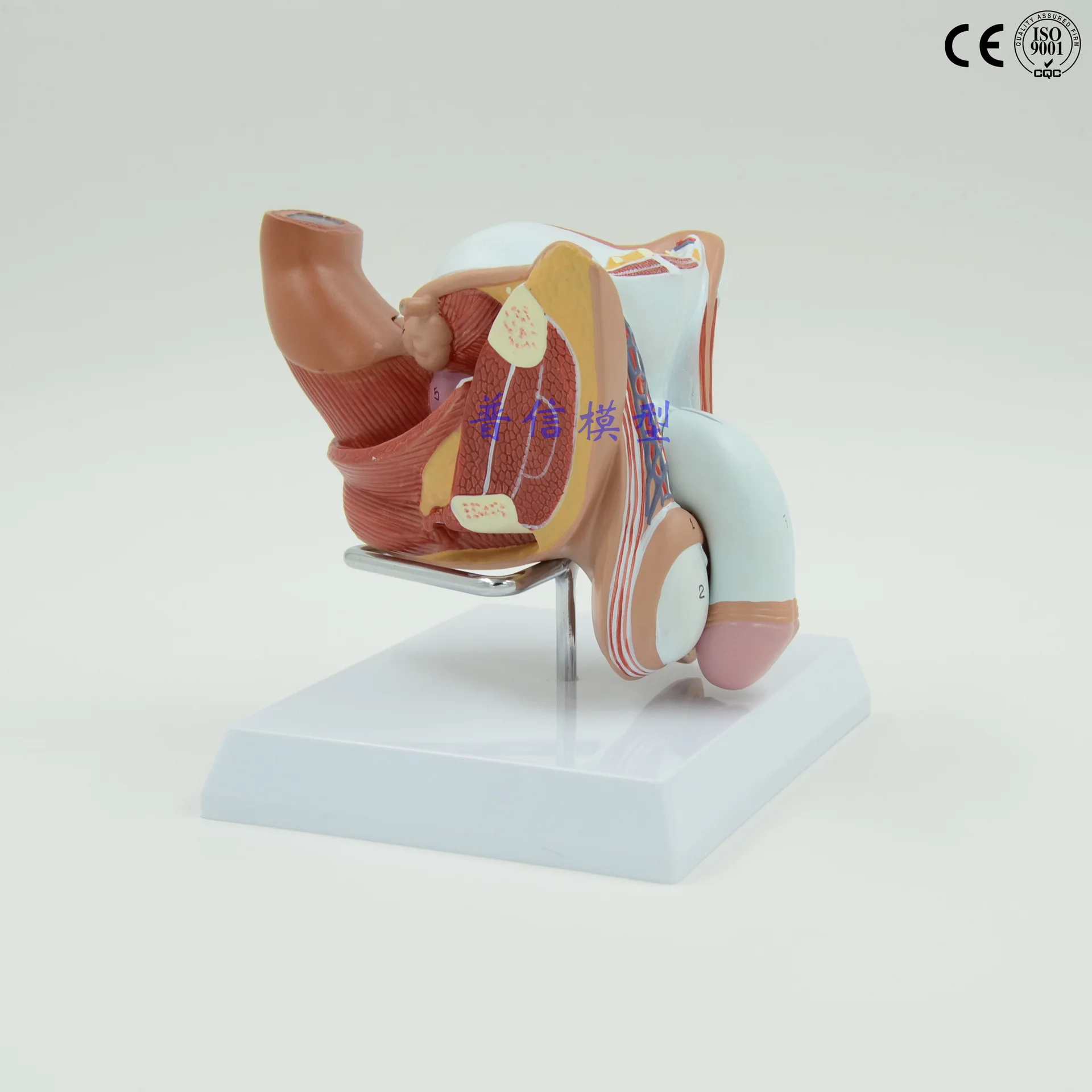 

Andrology Male Urinary System Model Reproductive System Testicle Penile Anatomical Model