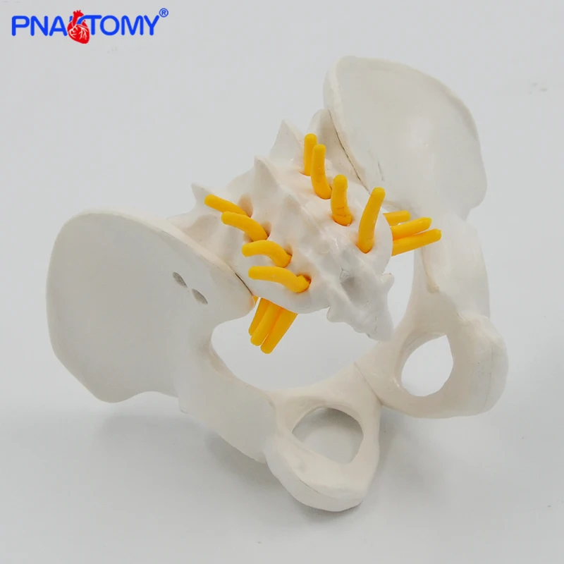 Mini Human Pelvis Bone Anatomical Model Skeleton Anatomy Model Pelvic Models Teaching Resources Educational Model Props