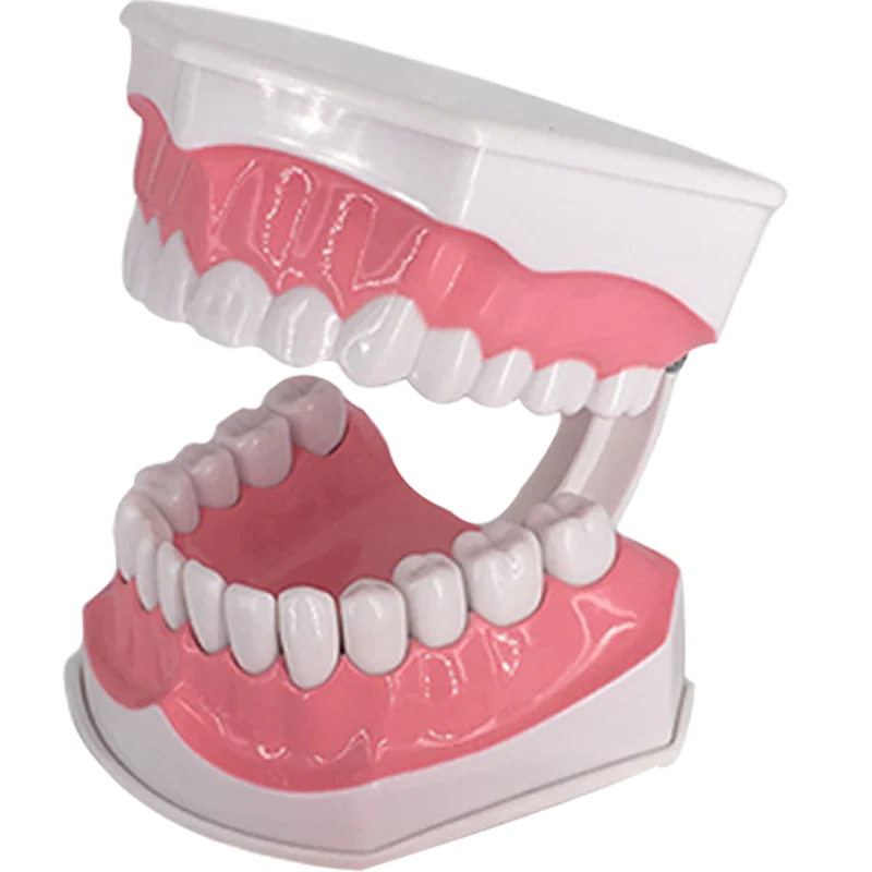 Standard Dental Teaching Model Study On The Structure Of Oral Teeth Dentist Educational Demonstration Tool For Brushing Teeth