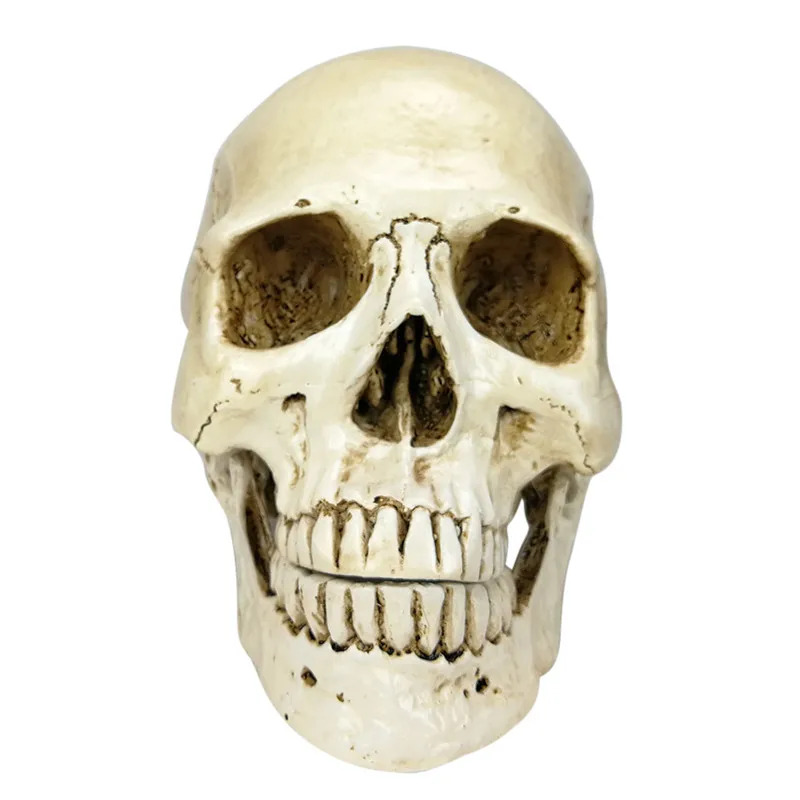 High Quality 1PC Resin Human Head Replica Medical Model Lifesize Halloween Home Decoration Decorative Craft Skull