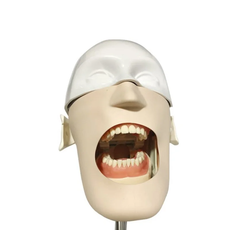 Newest Dental phantom head model Teaching skull model Tooth model teaching instrument Simple tooth preparation