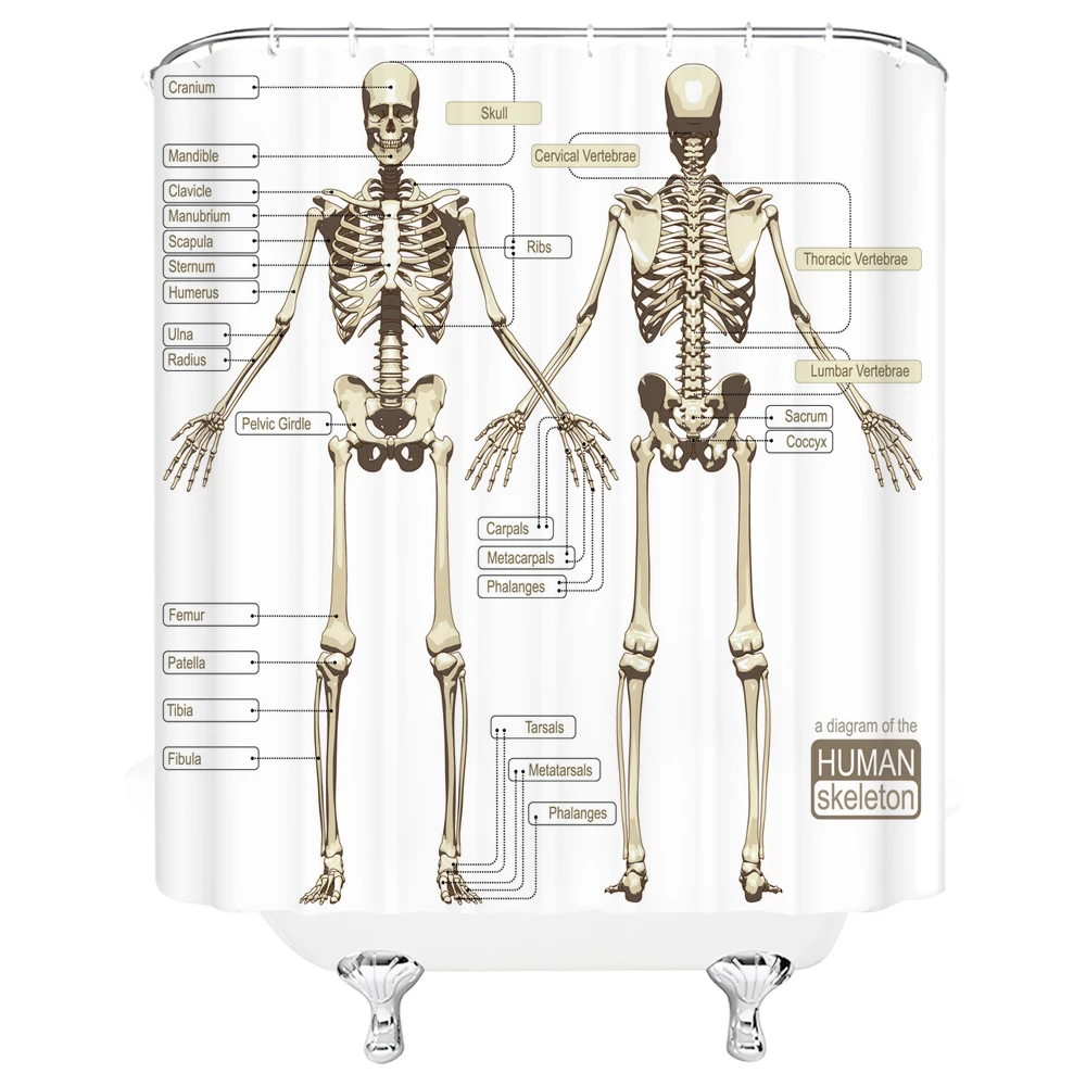 Medicine Human Body Structure Chart Pattern Bath Shower Curtain Waterproof Decoration Shower Curtains With Hooks Bathroom Screen