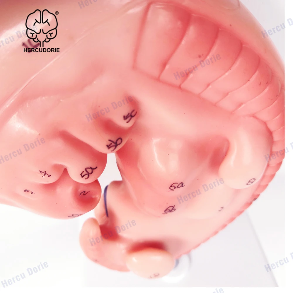 Human Anatomical Model Human 4-Week Embryo Modelhuman Development Embryo Model Pregnant 4 Weeks Fetus High Magnification Detaile