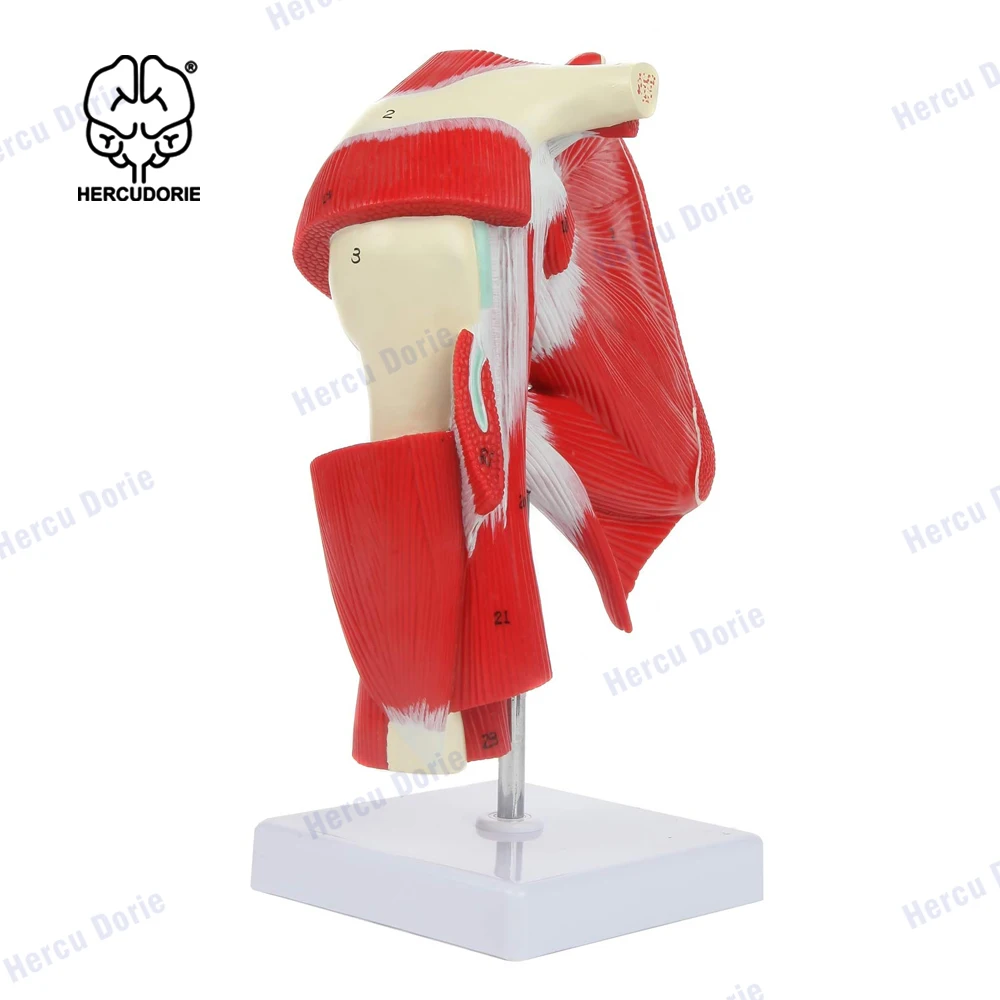 Life Size Shoulder Joint Muscles Model Human Body Anatomy Replica of Shoulder Joint Clavicle Bone Model from Rotator Cuff to Sub