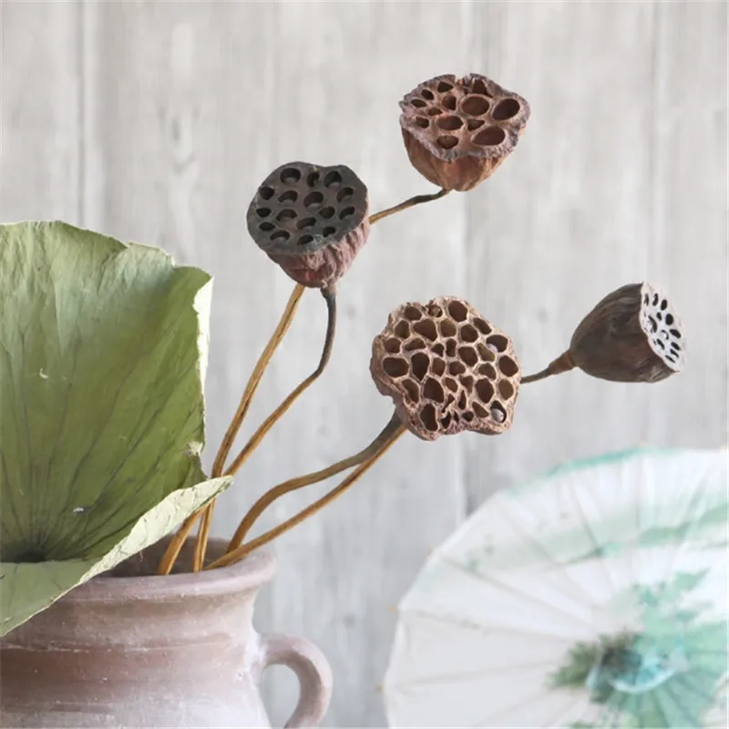 10pcs Dried flower lotus pods with stems bonsai decor seedpod of lotus real plants flowers for home decorNo vase