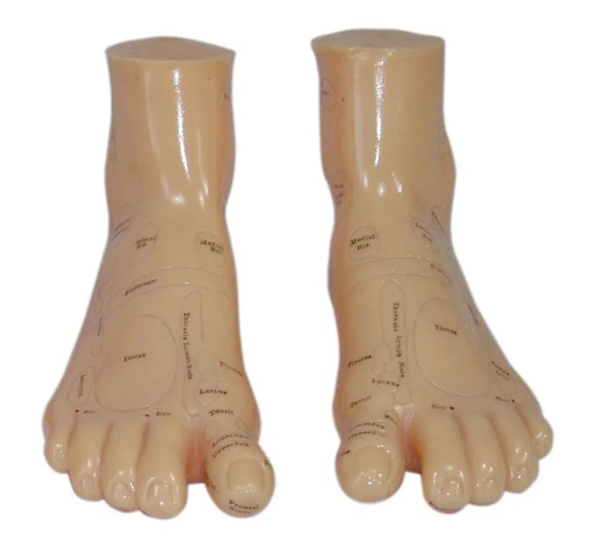 

Massage Foot Model, Foot model of Reflex Area