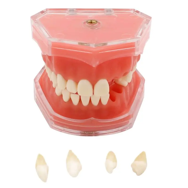 

Dental Soft Gum Standard Model with All Removable Teeth #4004 01 Dental Study Teaching Tooth Model 28pcs tooth Dentist Lab