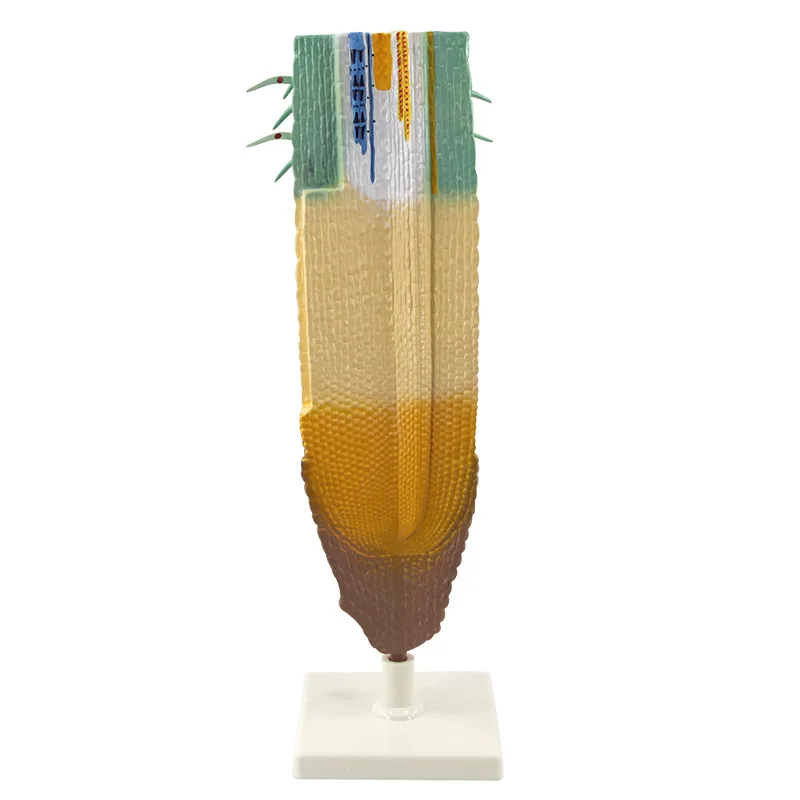 Plant Root System Anatomical Model Root Profile Models Cognize Root Structure Props Biologic Teaching Aids Supplies