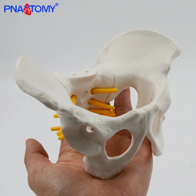 Mini Human Pelvis Bone Anatomical Model Skeleton Anatomy Model Pelvic Models Teaching Resources Educational Model Props