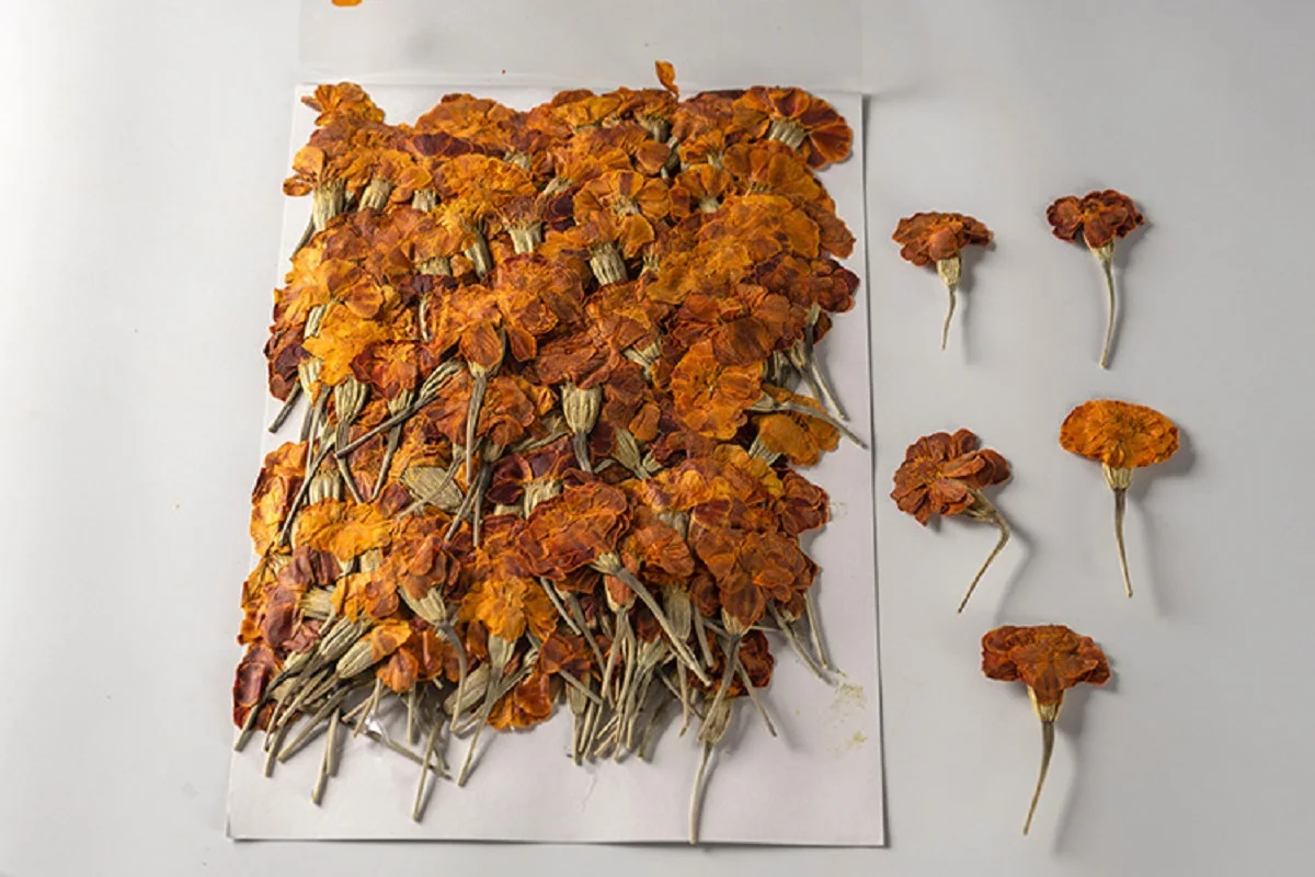 

250pcs Pressed Dried Flower Tagetes erecta L Herbarium For Epoxy Jewelry Bookmark Phone Case Makeup Nail Art Craft DIY