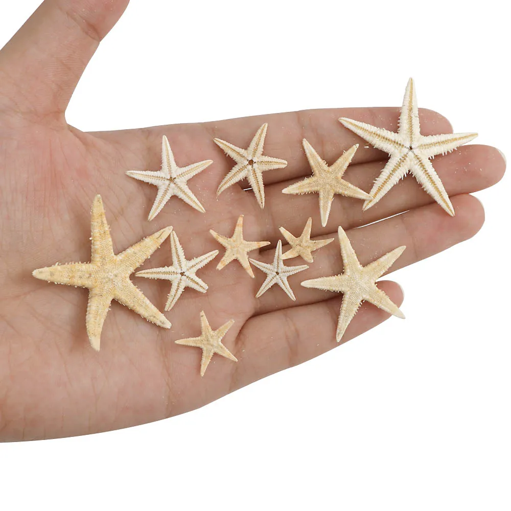 20PCS 1 Box Natural Starfish Seashell Beach Craft Natural Sea Stars DIY Beach Wedding Decoration Crafts Home Decor Epoxy 1-5cm