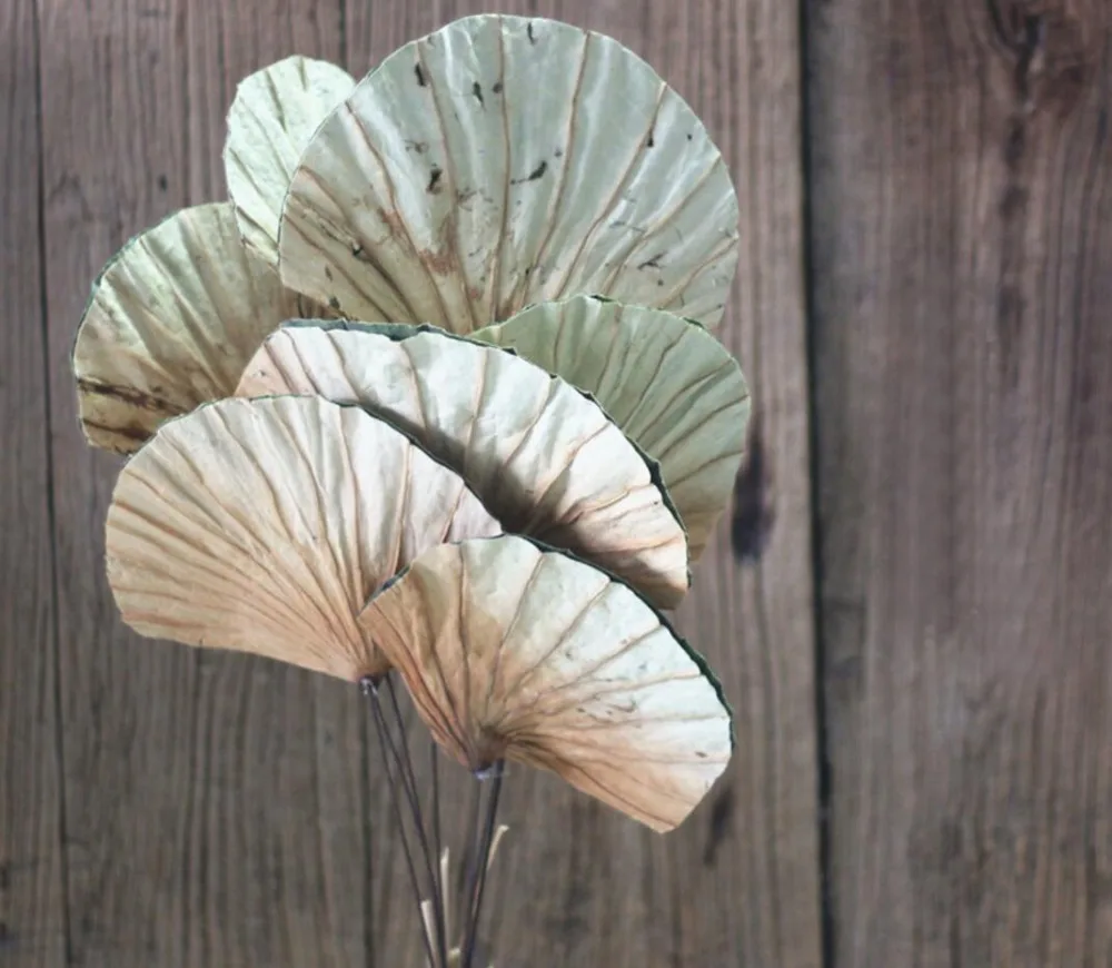 10pcs Fan-shaped Natural Lotus Leaves Dried Flower For Wedding Party Home Hotel Decoration DIY Bouquet Project Accessory