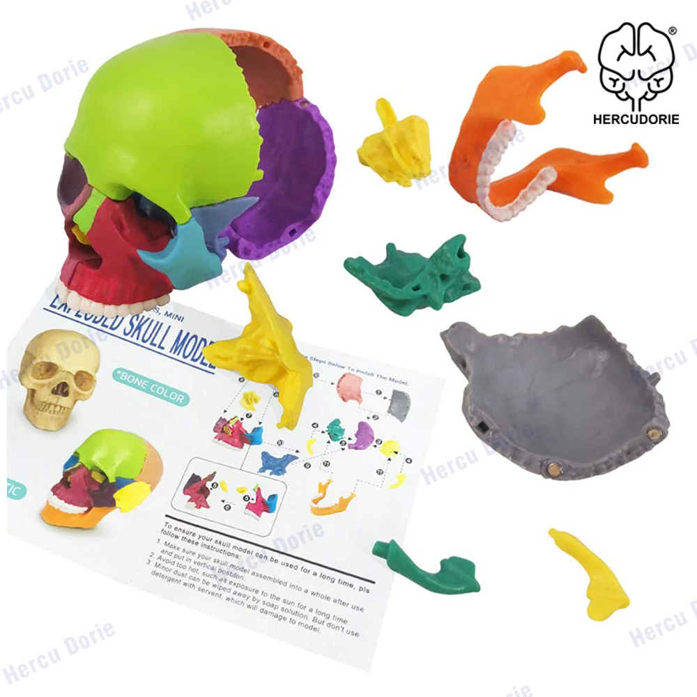 Mini Human Skull Model, Didactic 15 Parts Palm-Sized Anatomy Skull Model, Exploded Skull, Medical Teaching Learning, Kids Learni